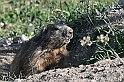 VBS_1 -  Plateau du Mont-Cenise, Grand Croix, Marmotte_-_0081 mt